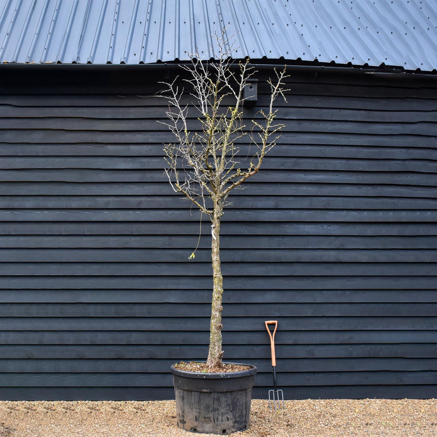 Chinese Date | Ziziphus Jujuba -  Specimen/Mature tree - Height - 300-350cm - 150lt