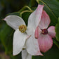 Cornus kousa 'China Girl' | Dogwood  - Bush - Large Shrub - Height 160-180cm - 90lt