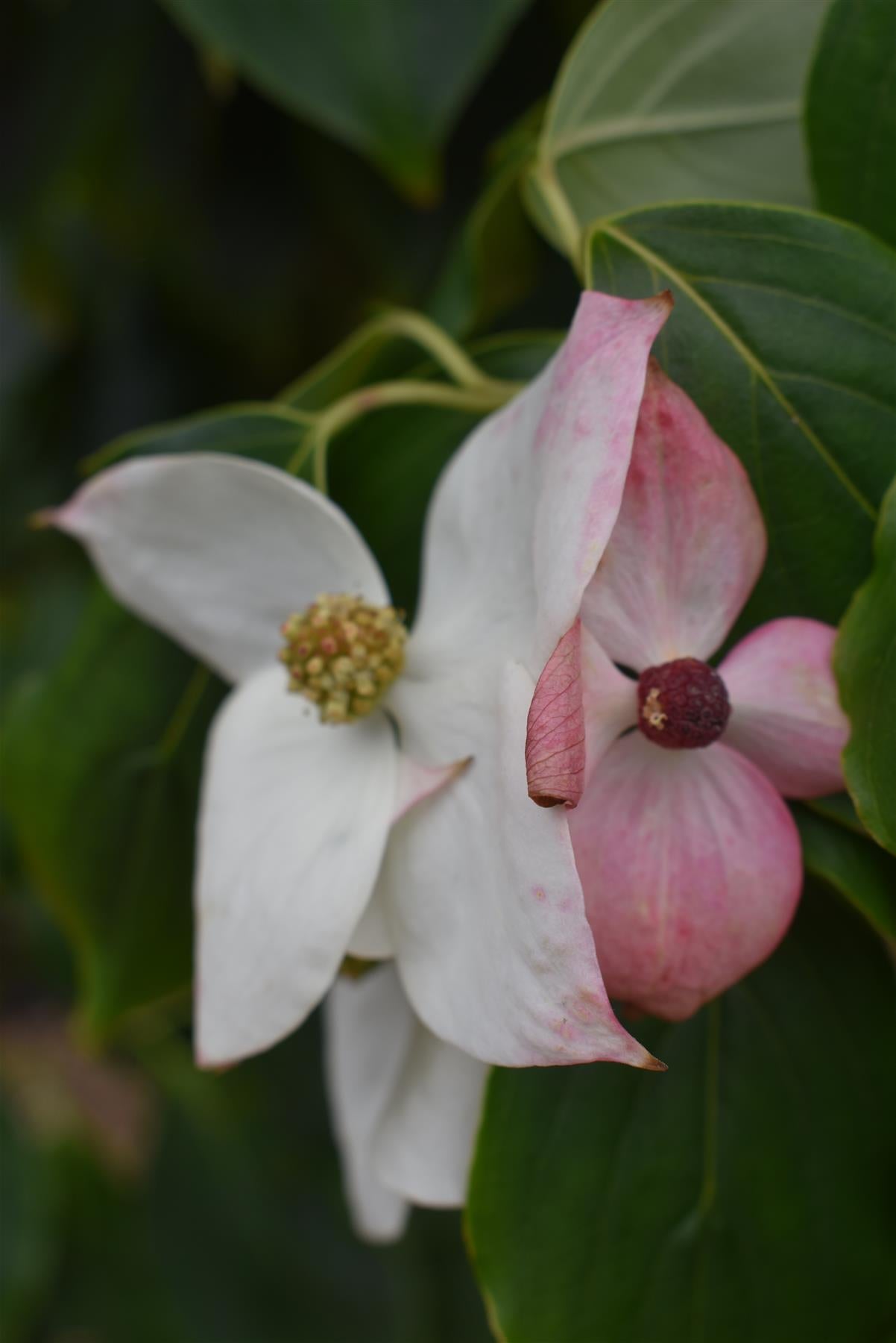 Cornus kousa 'China Girl' | Dogwood  - Bush - Large Shrub - Height 160-180cm - 90lt