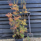 Enkianthus 'Pagoda' | Pagoda Bush - 120-160cm, 20lt