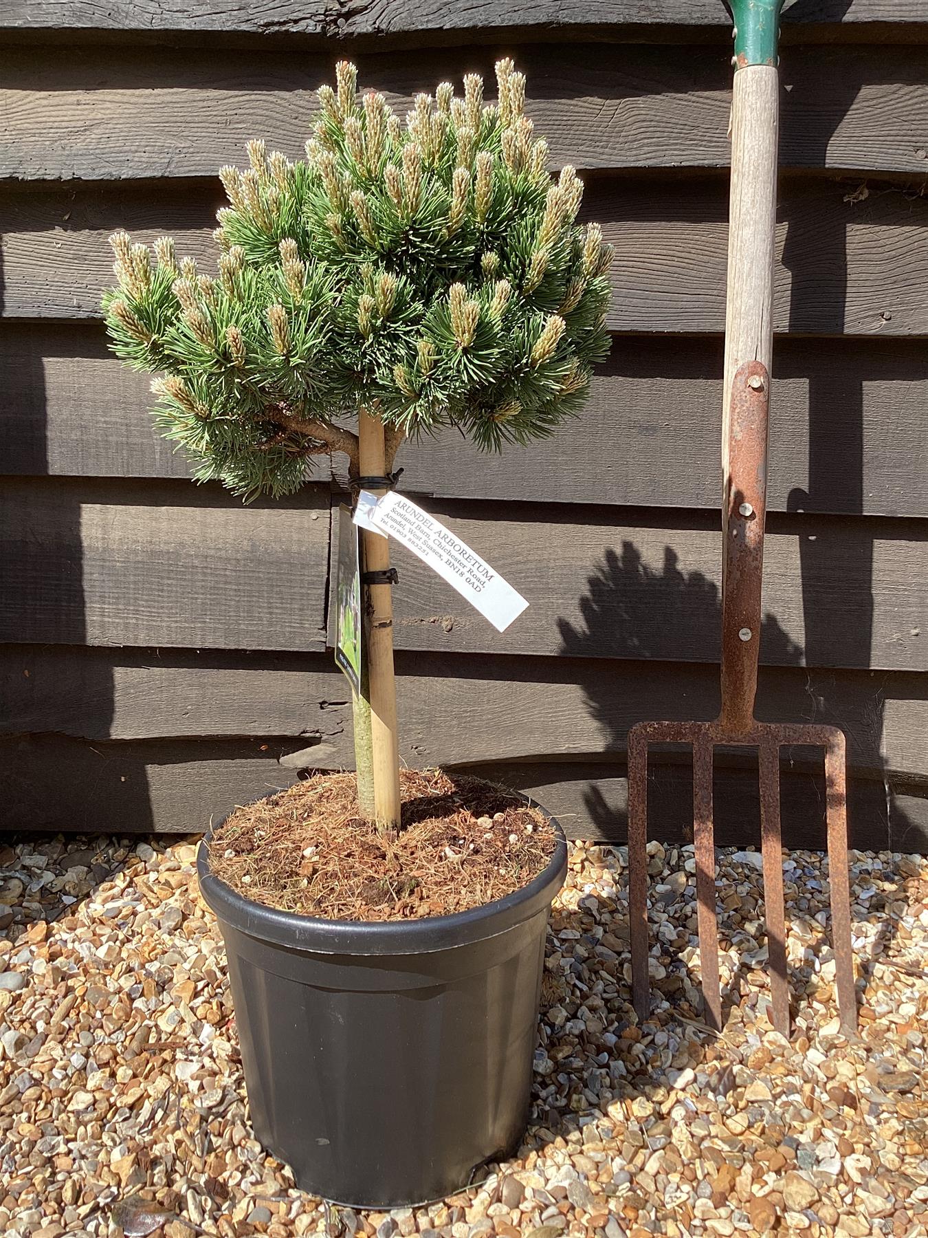 Pinus mugo 'Sherwood Compact' | Dwarf mountain pine - Clear Stem - 75-85cm - 11lt