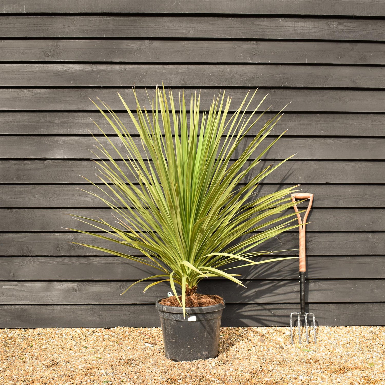 Cordyline australis | New Zealand Cabbage Palm - Stem 10-20cm - Height 90-110cm - 30lt