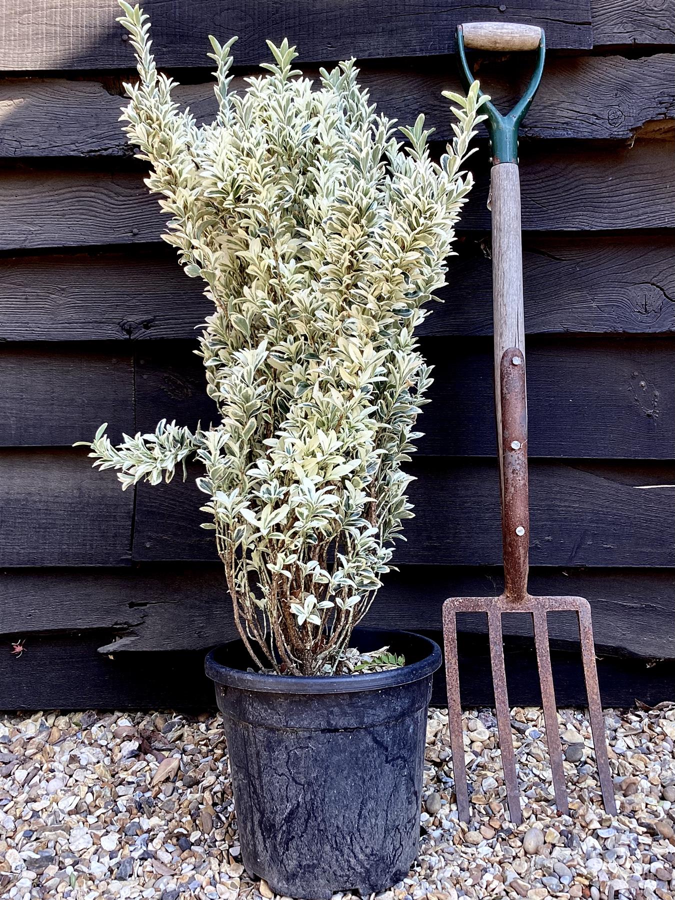 Euonymus japonicus 'White Spire' - 85 cm, 9lt