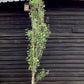 Populus nigra 'Italica' | Lombardy Poplar Tree - 55lt
