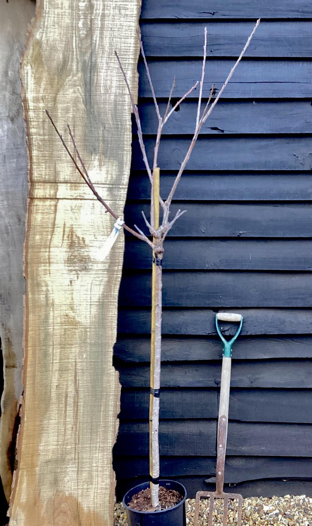 Prunus avium 'Early Rivers' | Cherry 'Early Rivers' - 100-120cm, 10lt