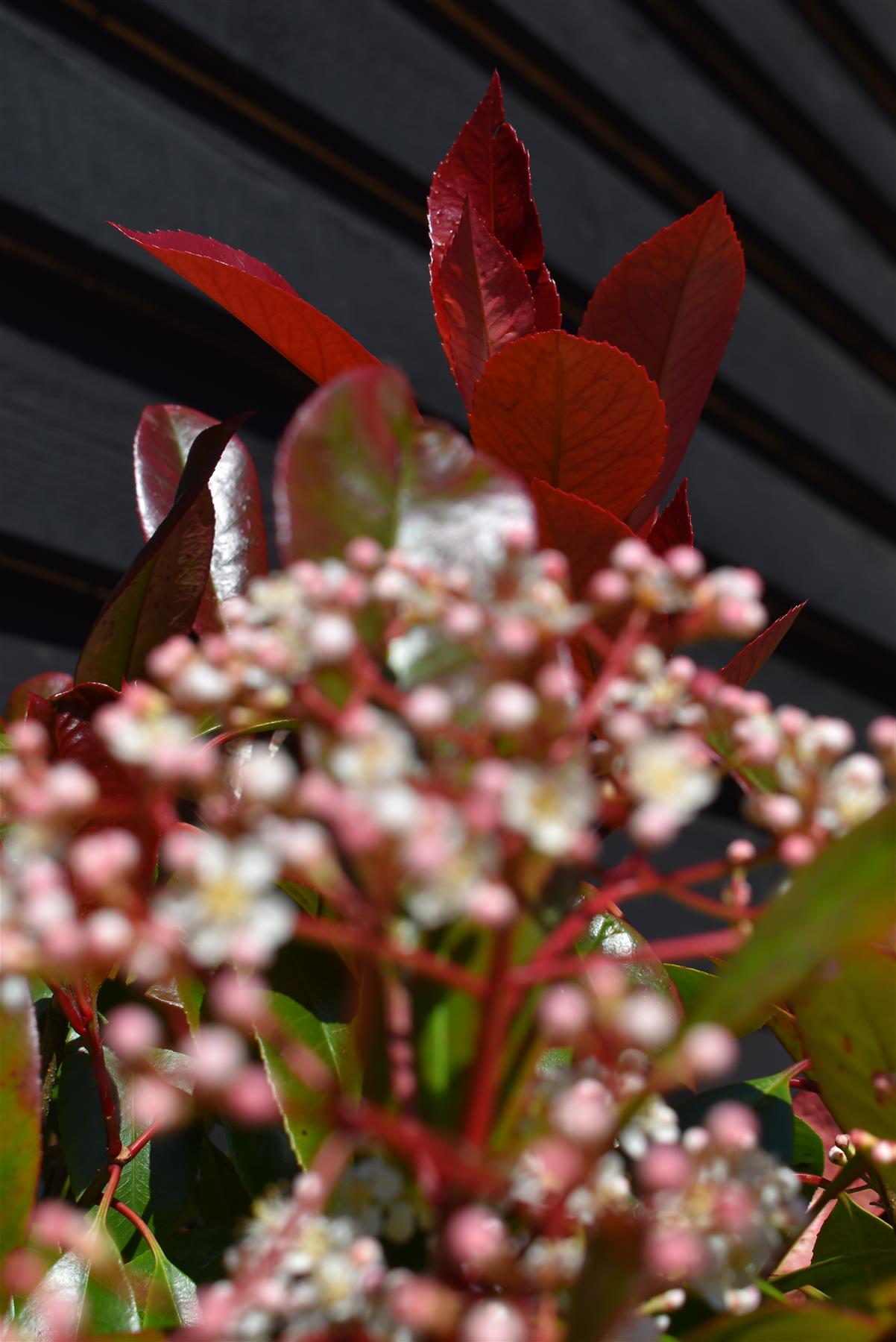 Photinia Red Robin | Christmas berry 'Red Robin' - 1/2 std Clear Stem - 170-190cm, 30lt