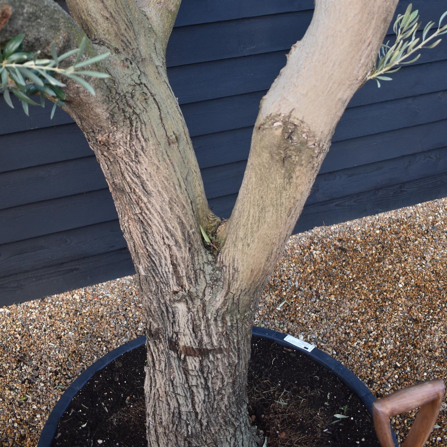 Olive Tree | Olea Europea - Specimen - Branched Out - Height 250 -300 cm - 280lt