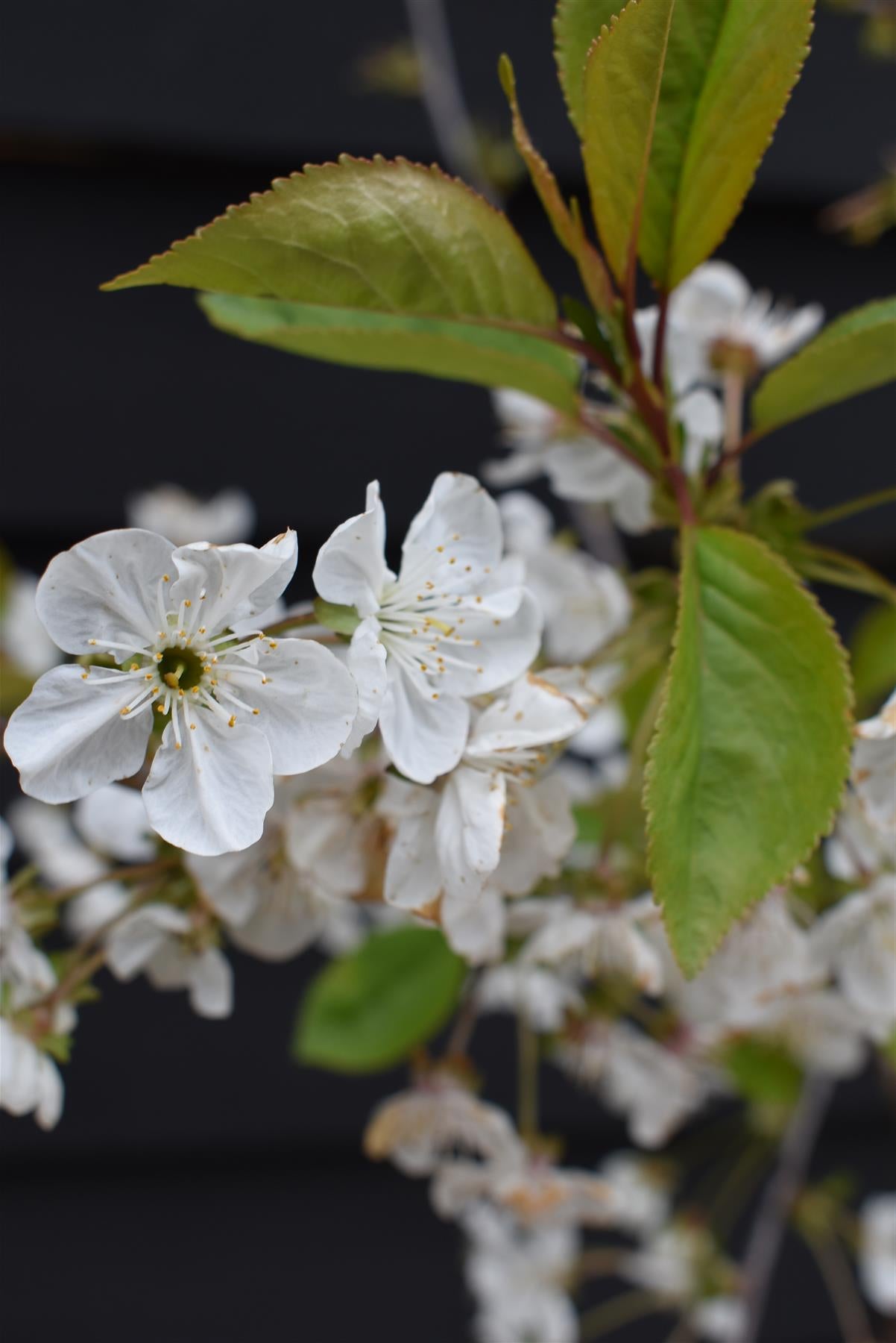 Sour Cherry 'Morello' on Colt - Semi-Dwarfing - 160-170cm - 12lt