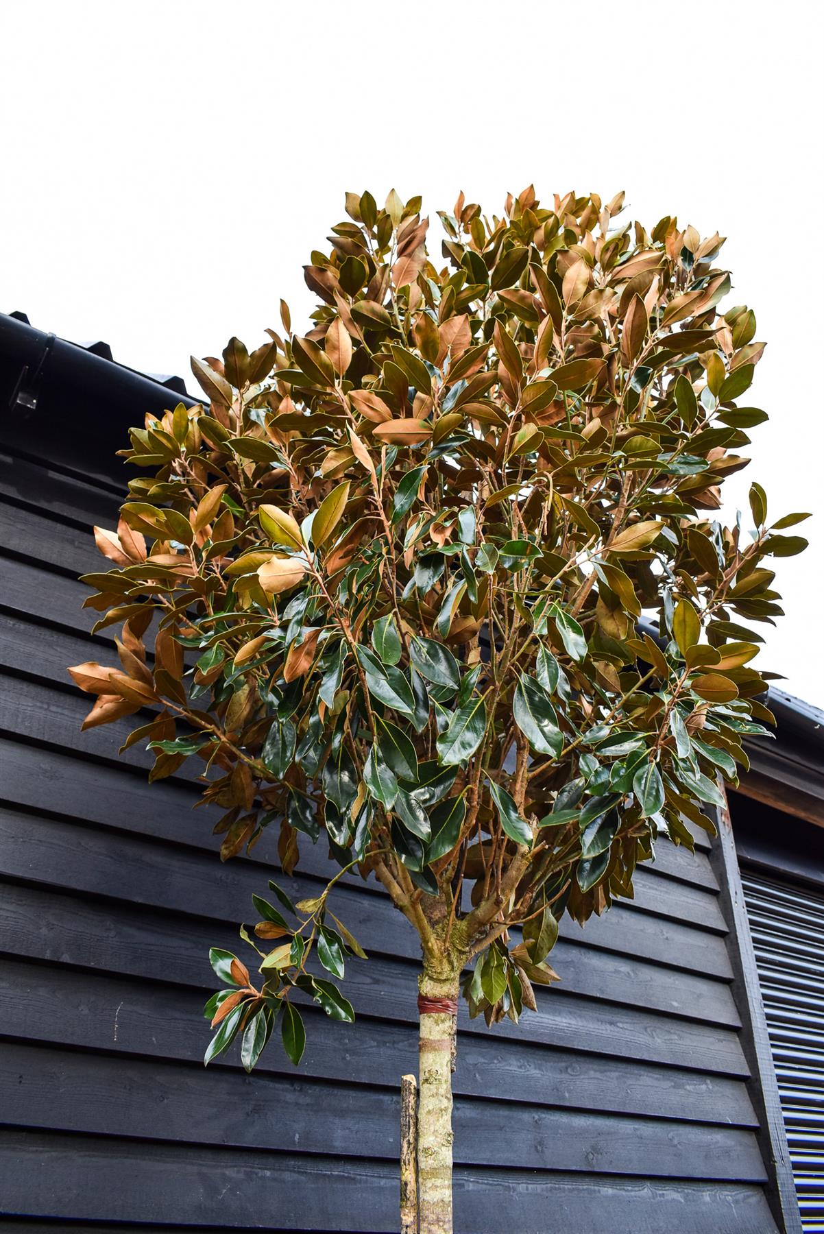 Magnolia grandiflora Little Gem | Southern Magnolia ‘Little Gem’ - Standard - Girth 12-14cm - Height 300-350cm - 110lt