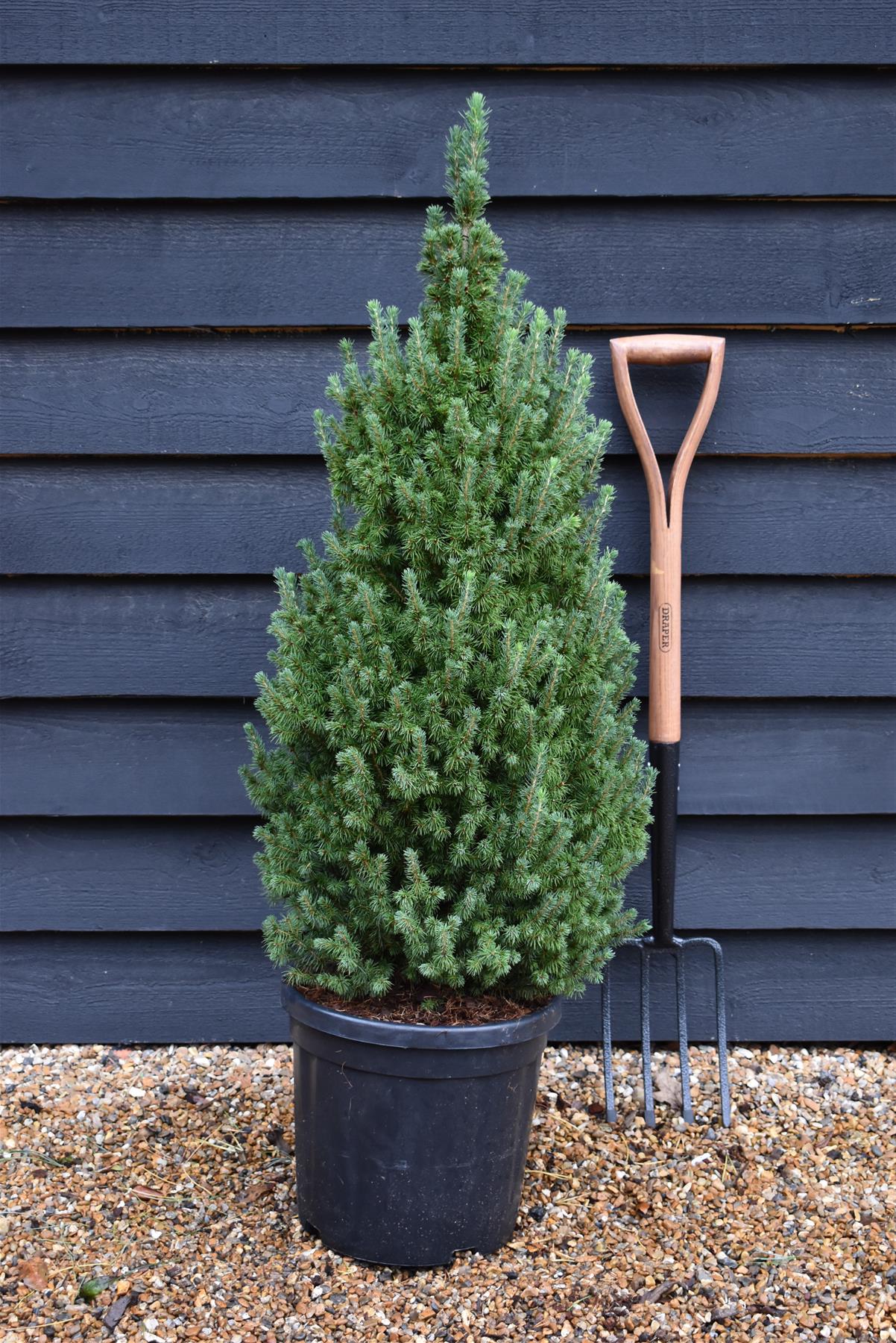 Picea glauca Perfecta' | White spruce 'Perfecta' - Height 100-110cm - 18lt