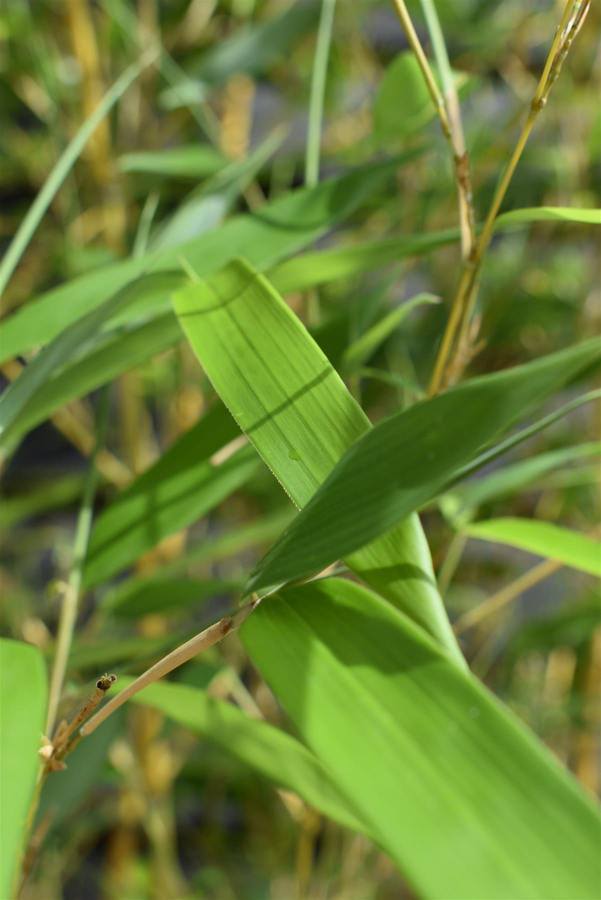 Phyllostachys aurea | Fish-pole bamboo - Height 260-280cm - 30lt