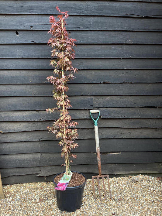 Acer palmatum 'Skeeters Broom' | Japanese maple 'Phoenix' - Narrow - 160-180cm - 20lt