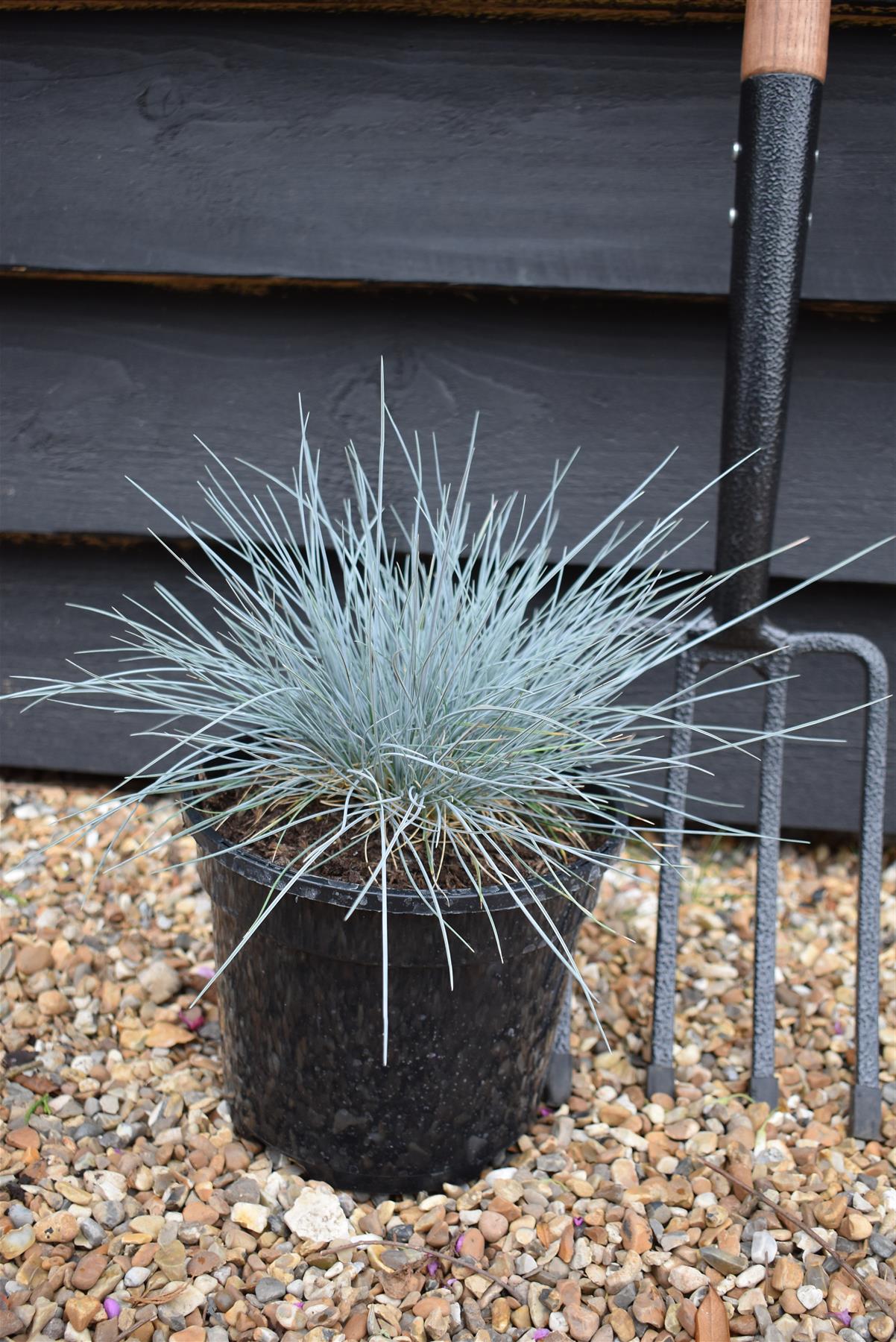 Blue Fescue | Festuca Glauca 'Elijah Blue'  - Height 20-25cm - 5lt