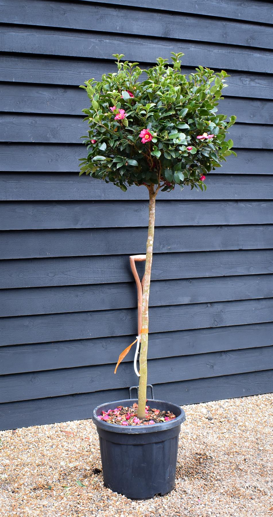 Camellia sasanqua - Pink Winter flowering - Cleopatra - Clear Stem 100cm -  Height 190cm - 35-40lt