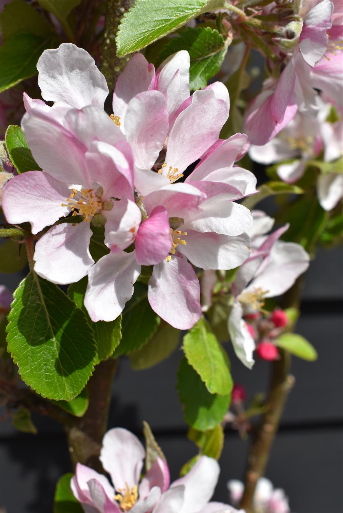 Apple tree 'James Grieve' | Malus domestica - MM106 - Semi-Dwarfing - Height 150-160cm - 20lt