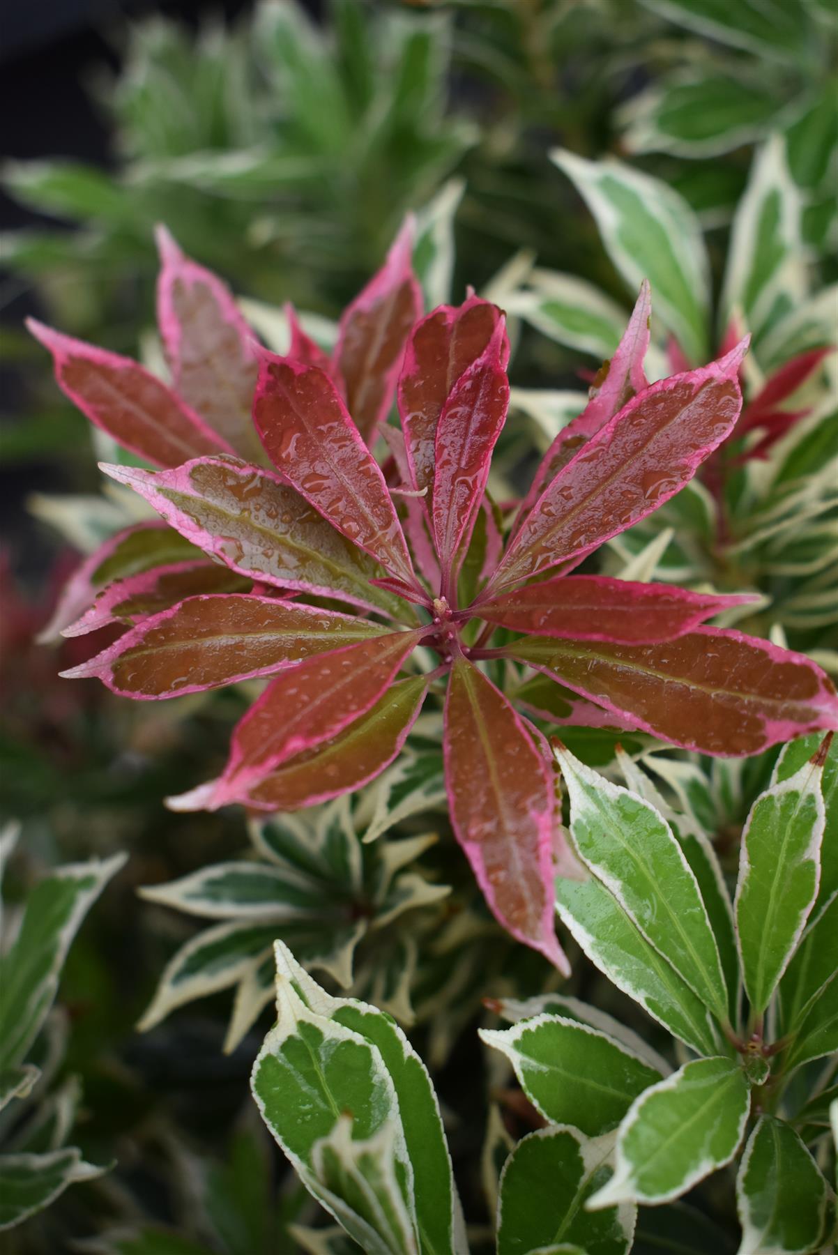 Pieris Japonica 'Carnaval' - Height 30-40cm - Width 40cm - 7lt