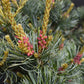 Pinus parviflora 'Negishi' | Japanese white pine - Height 45-55cm - 8lt