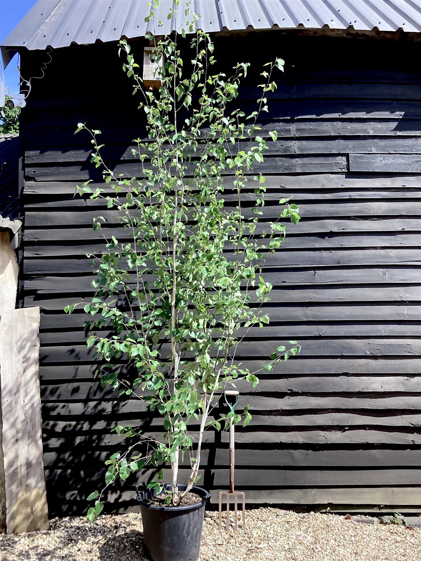 Betula utilis jacquemontii | Multistem Himalayan Birch - 280cm, 50lt