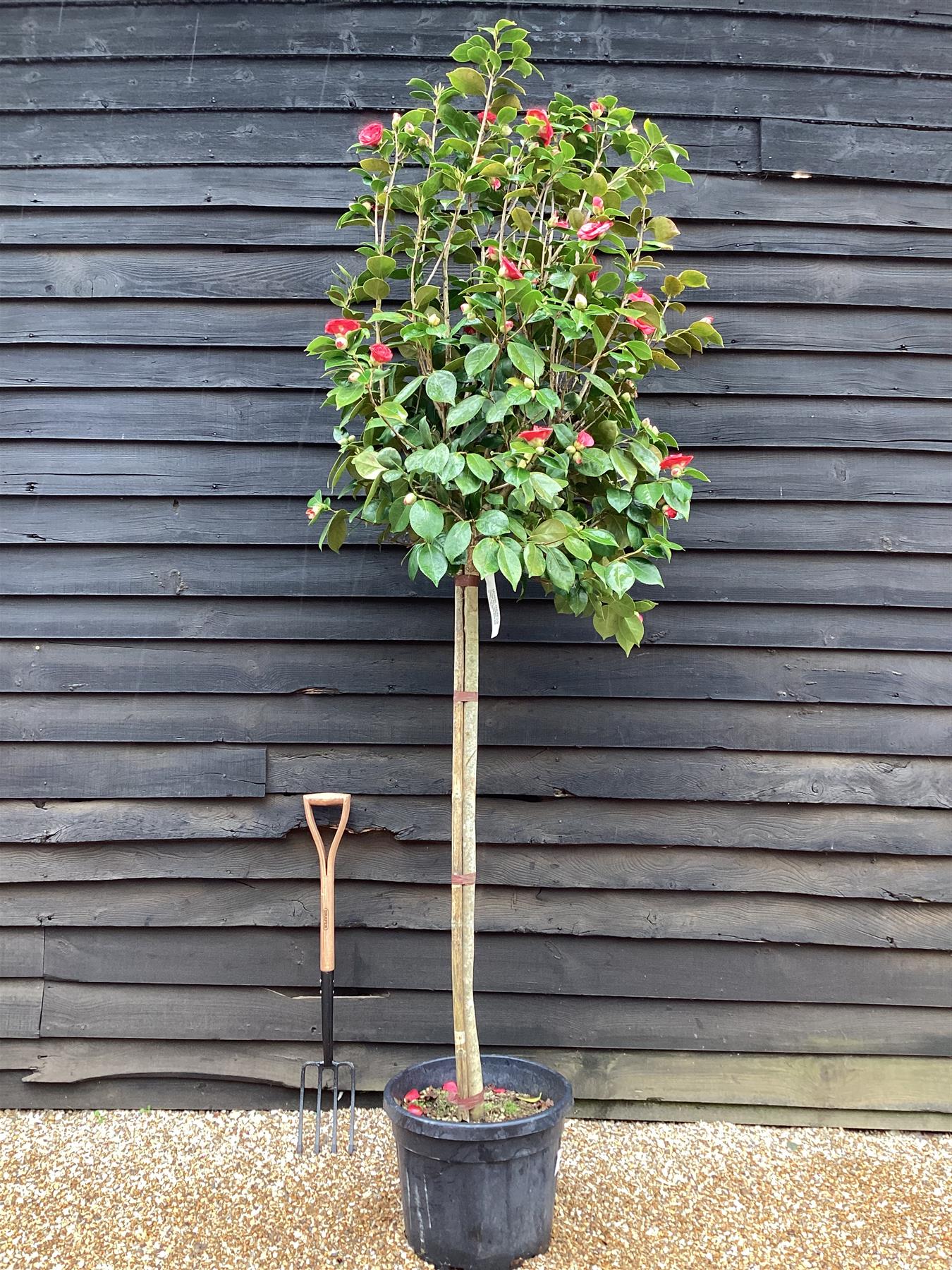 Camellia japonica | Common Camellia - 280-290cm, 55lt