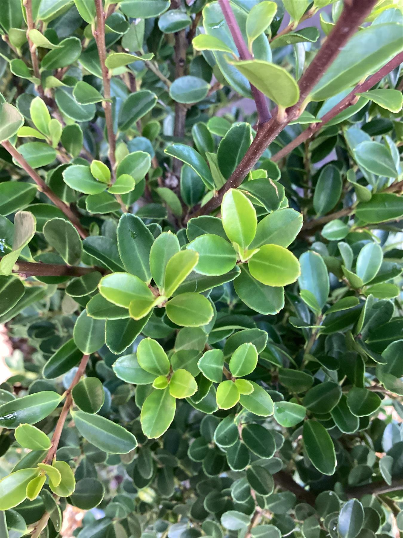 Ilex crenata 'Green Hedger' - 80-90cm - 10lt