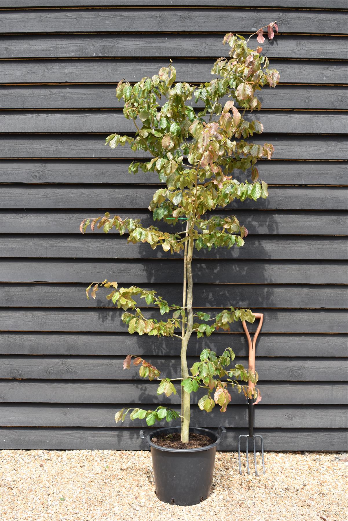 Parrotia persica | Iron Tree - Height 200-250cm - 30lt