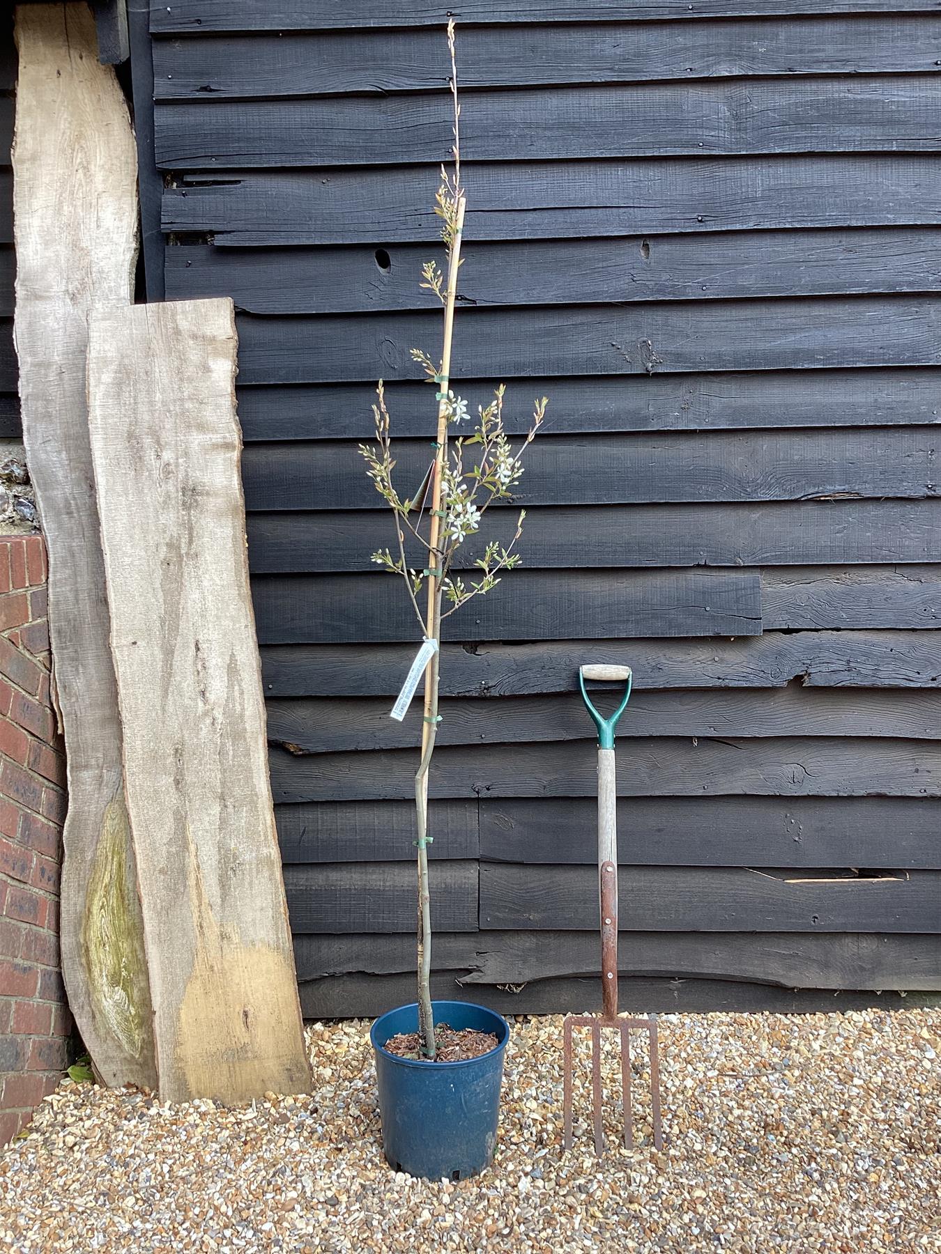 Amelanchier Ballerina  - Height 140-160cm, 10lt