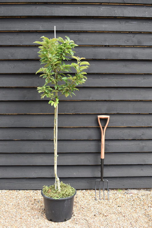 Malus 'Golden Hornet' | Flowering Crab Apple Tree, Clear Stem - 150-180cm, 20lt