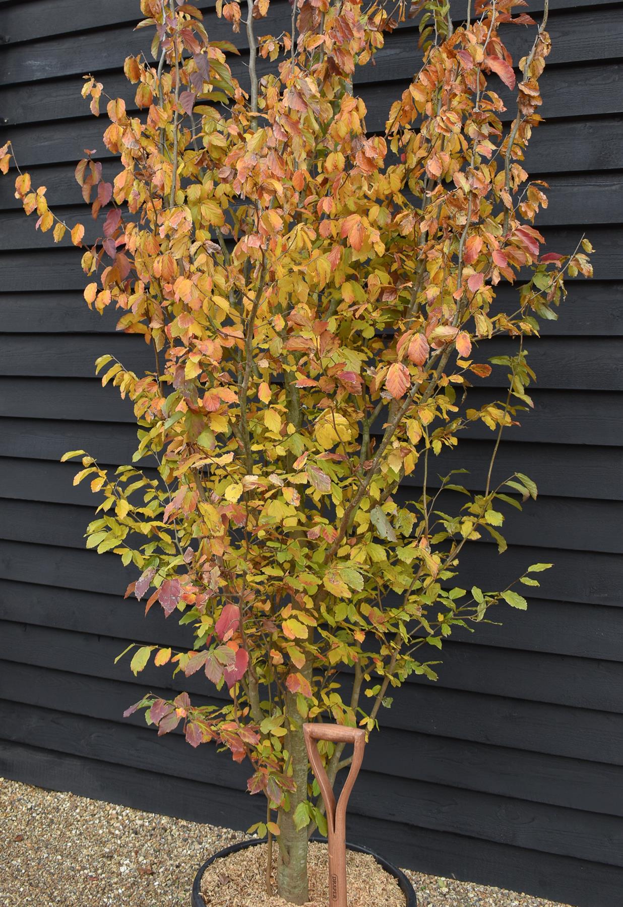 Persian Ironwood | Parrotia persica - Bushy, semi-mature - Height 330-350cm - 70lt