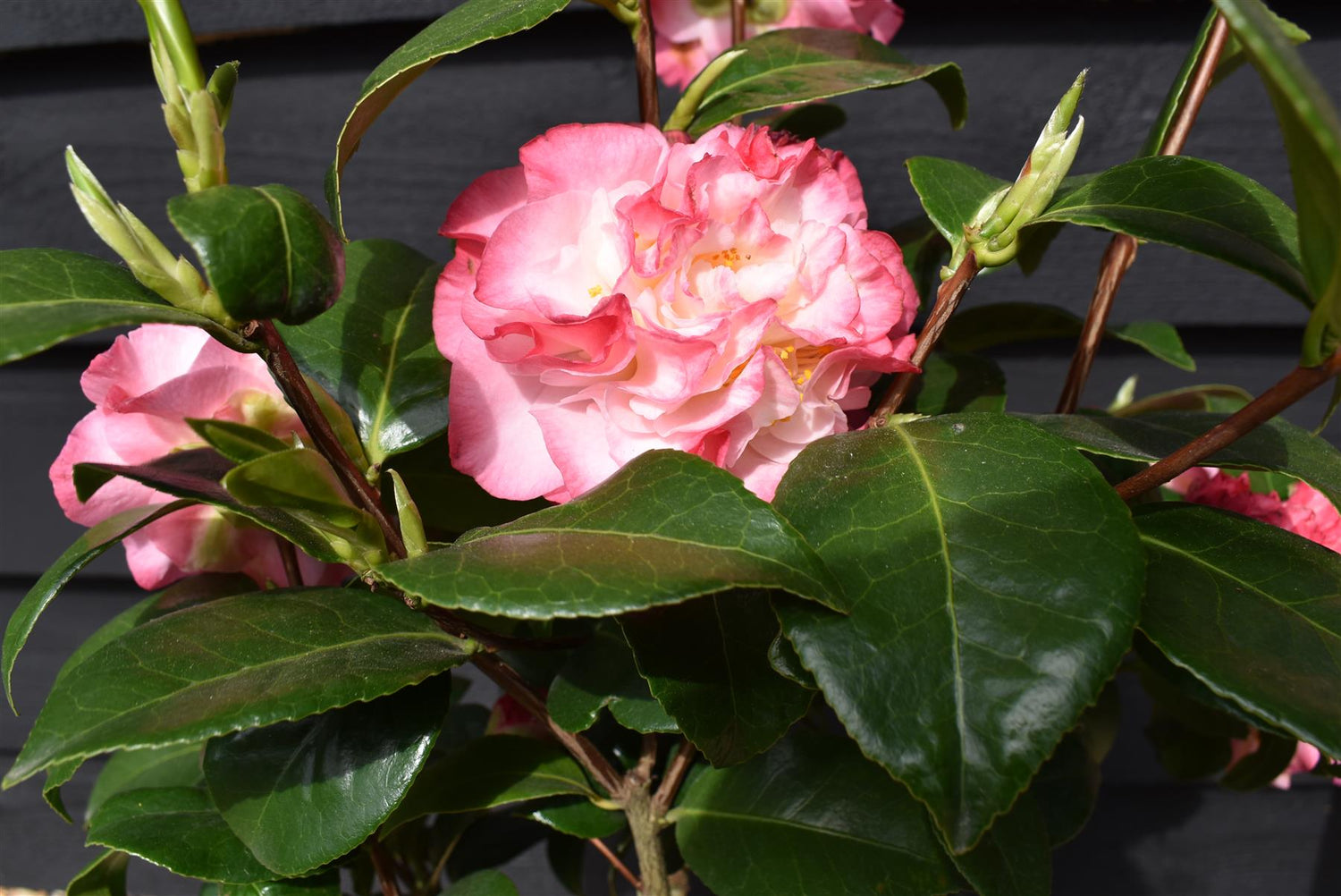 Camellia japonica 'Nuccio's Jewel' - 60-70cm - 12lt