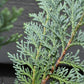 Chamaecyparis lawsoniana 'Pelt's Blue' | Lawson's cypress 'Pelt's Blue' - Height 70-80cm - 5lt