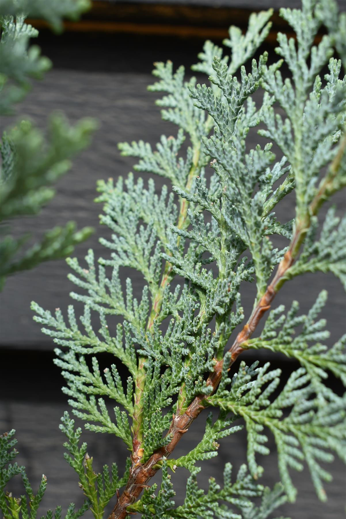 Chamaecyparis lawsoniana 'Pelt's Blue' | Lawson's cypress 'Pelt's Blue' - Height 70-80cm - 5lt