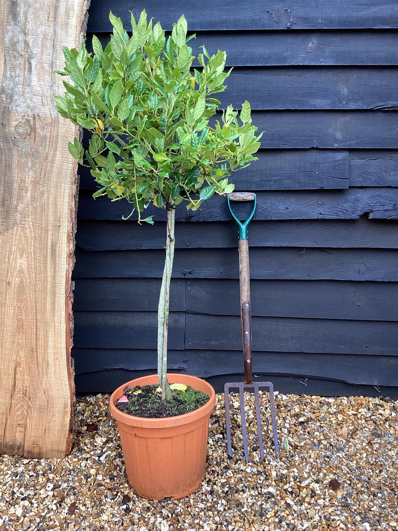 Ilex 'Nellie R Stevens' | Holly 'Nellie R. Stevens' Half Standard - 75-100cm, 25lt