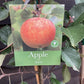 Apple tree 'Sunset' | Malus domestica - MM106 - Semi Dwarfing - Height 150-160cm - 20lt