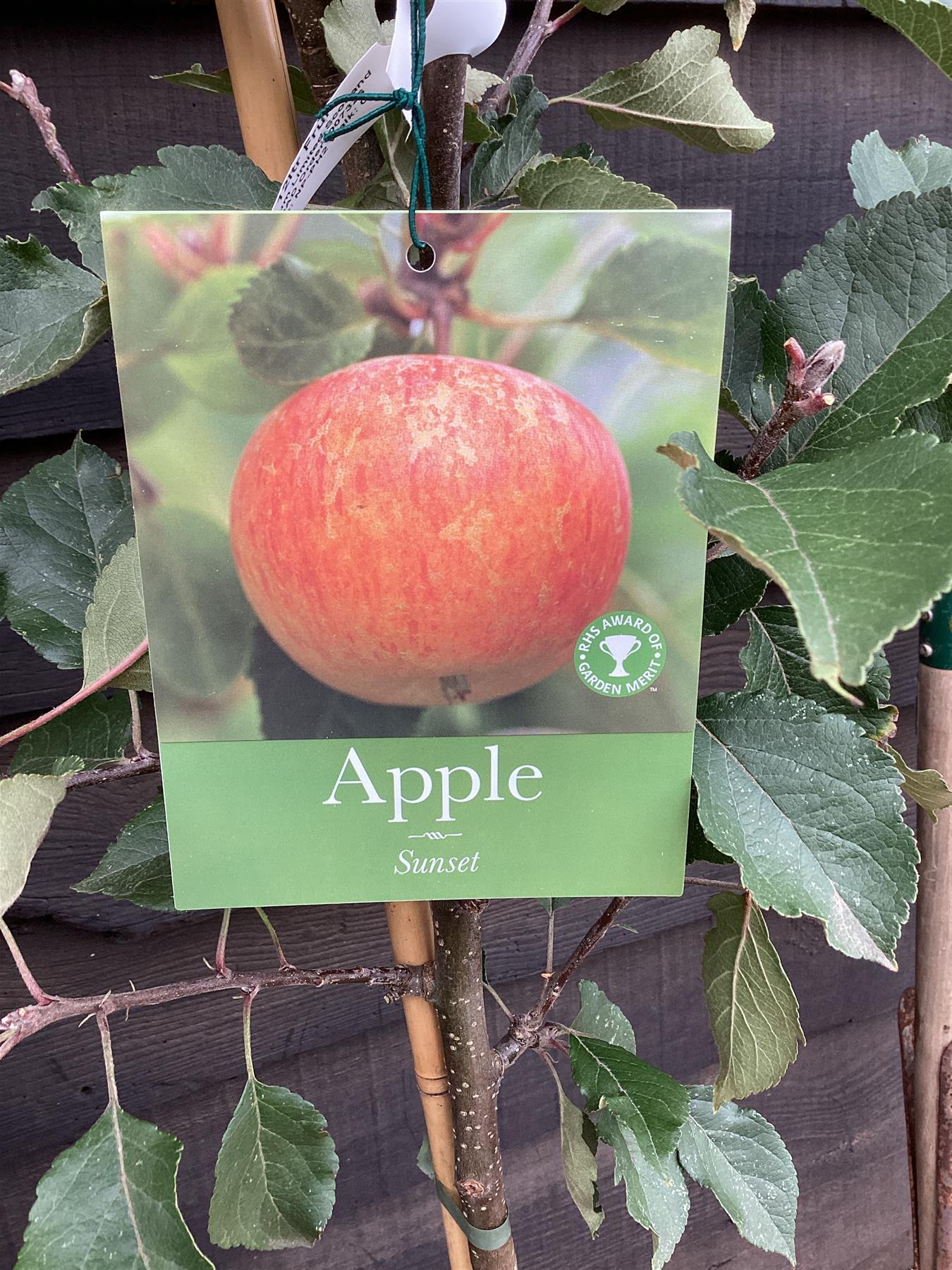 Apple tree 'Sunset' | Malus domestica - MM106 - Semi Dwarfing - Height 150-160cm - 20lt