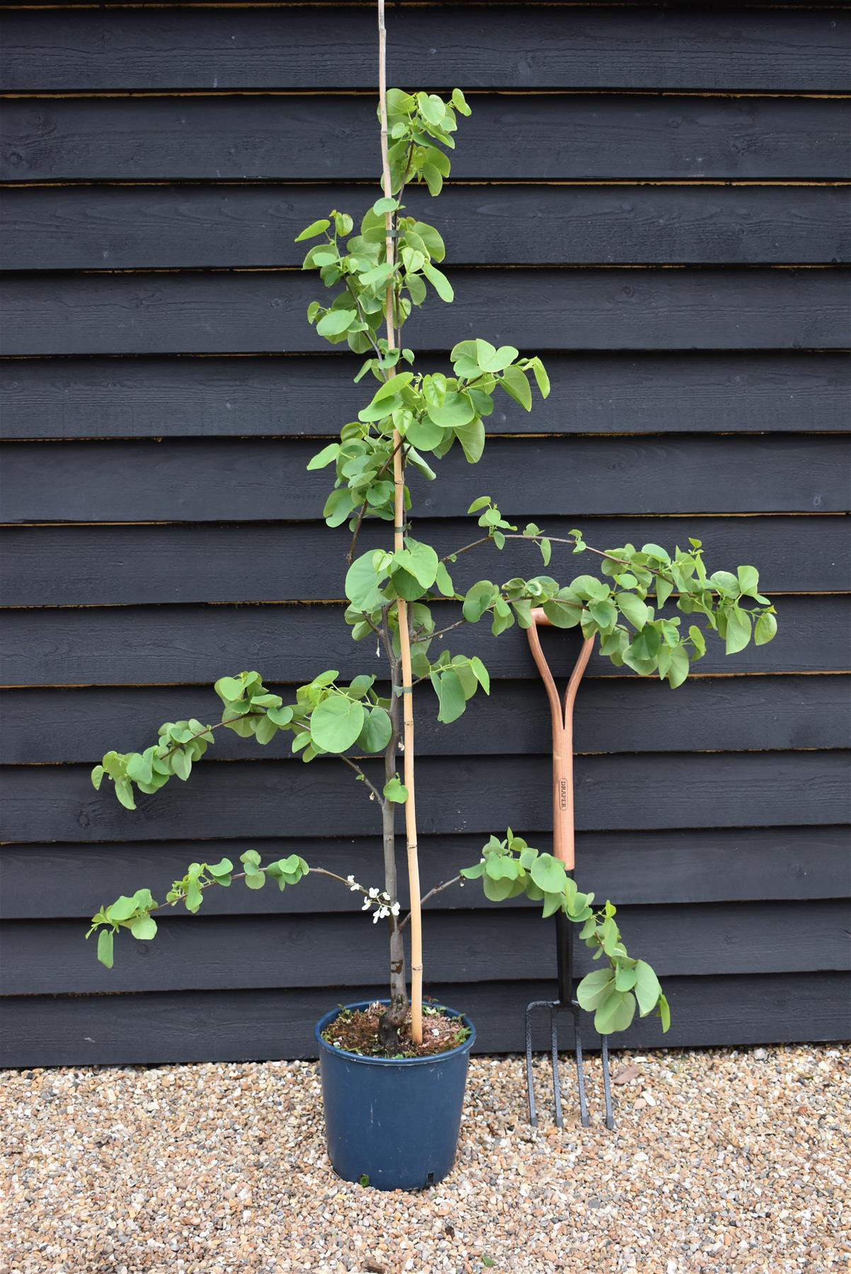 Cercis siliquastrum White Swan - Height 170-200cm - Bushy - 10lt