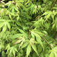 Acer palmatum 'Katsura' | Katsura Japanese Maple - Bushy - 100-150cm - 20lt