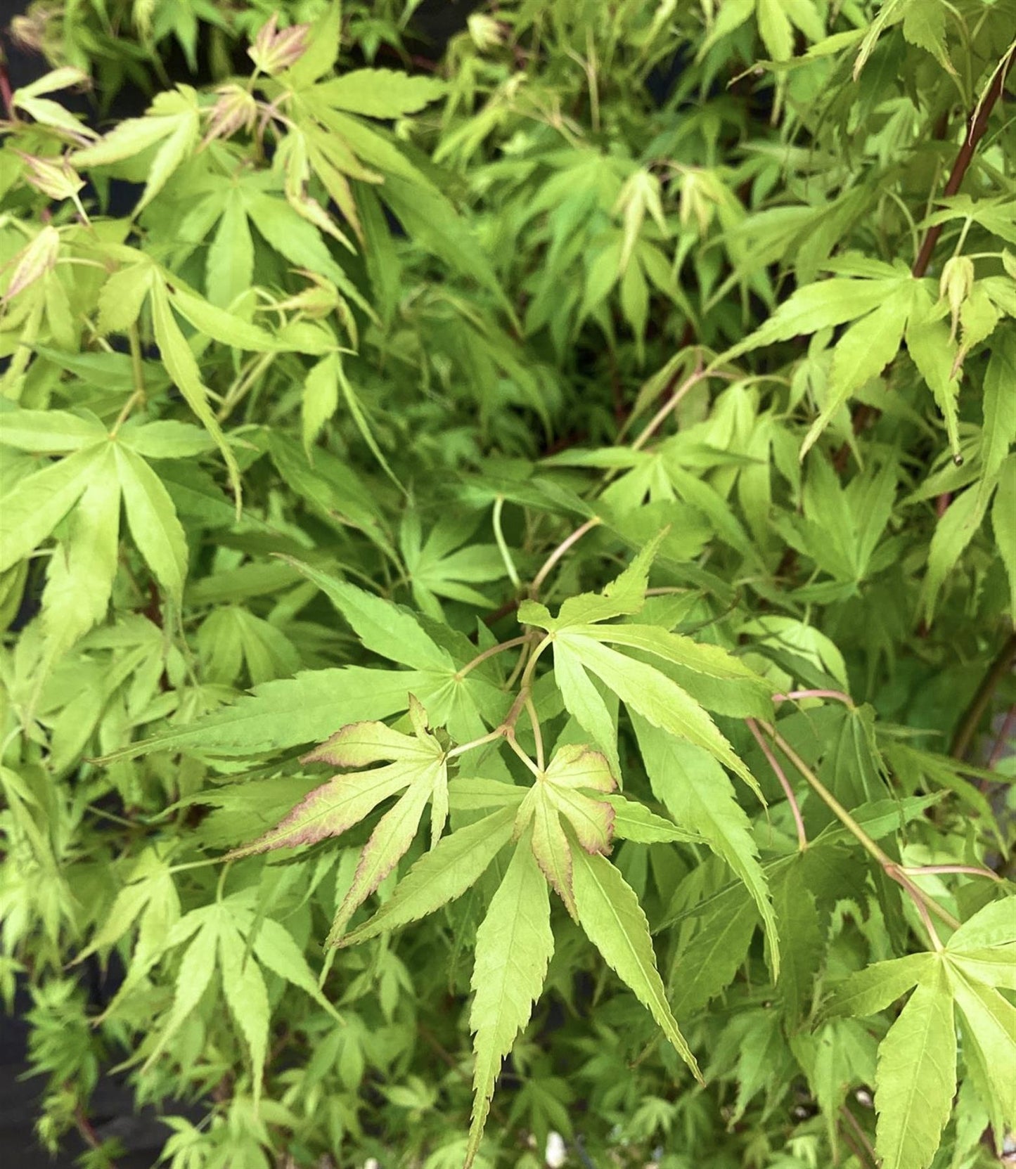 Acer palmatum 'Katsura' | Katsura Japanese Maple - Bushy - 100-150cm - 20lt