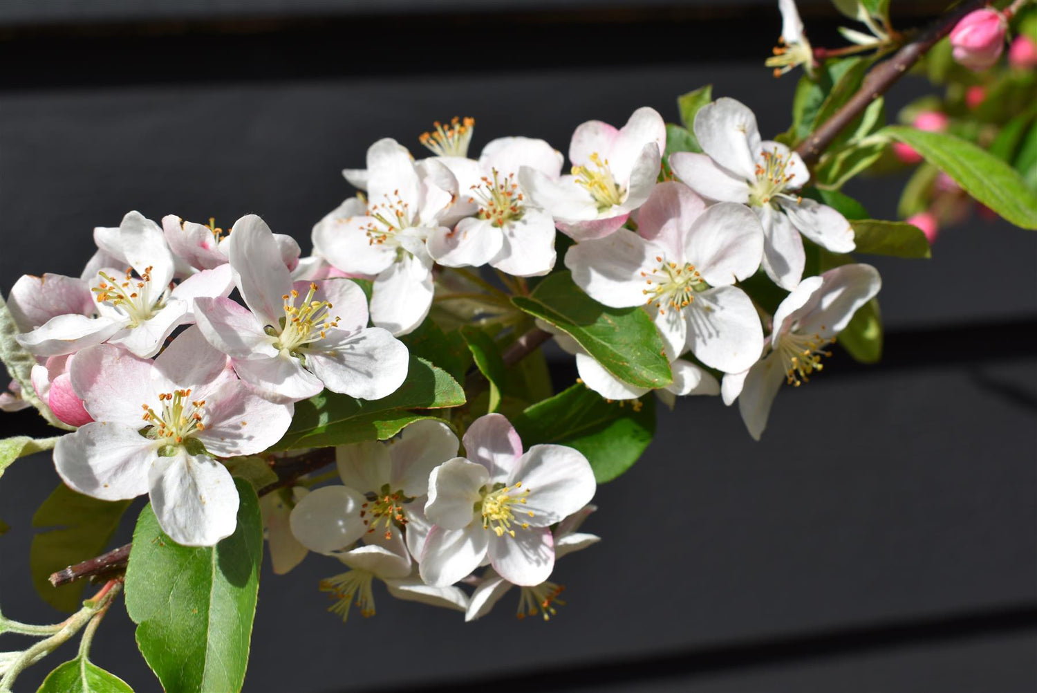 Crab apple | Malus 'Butterball' - Clear Stem - Standard - Girth 12-14cm - 500-550cm - 70lt