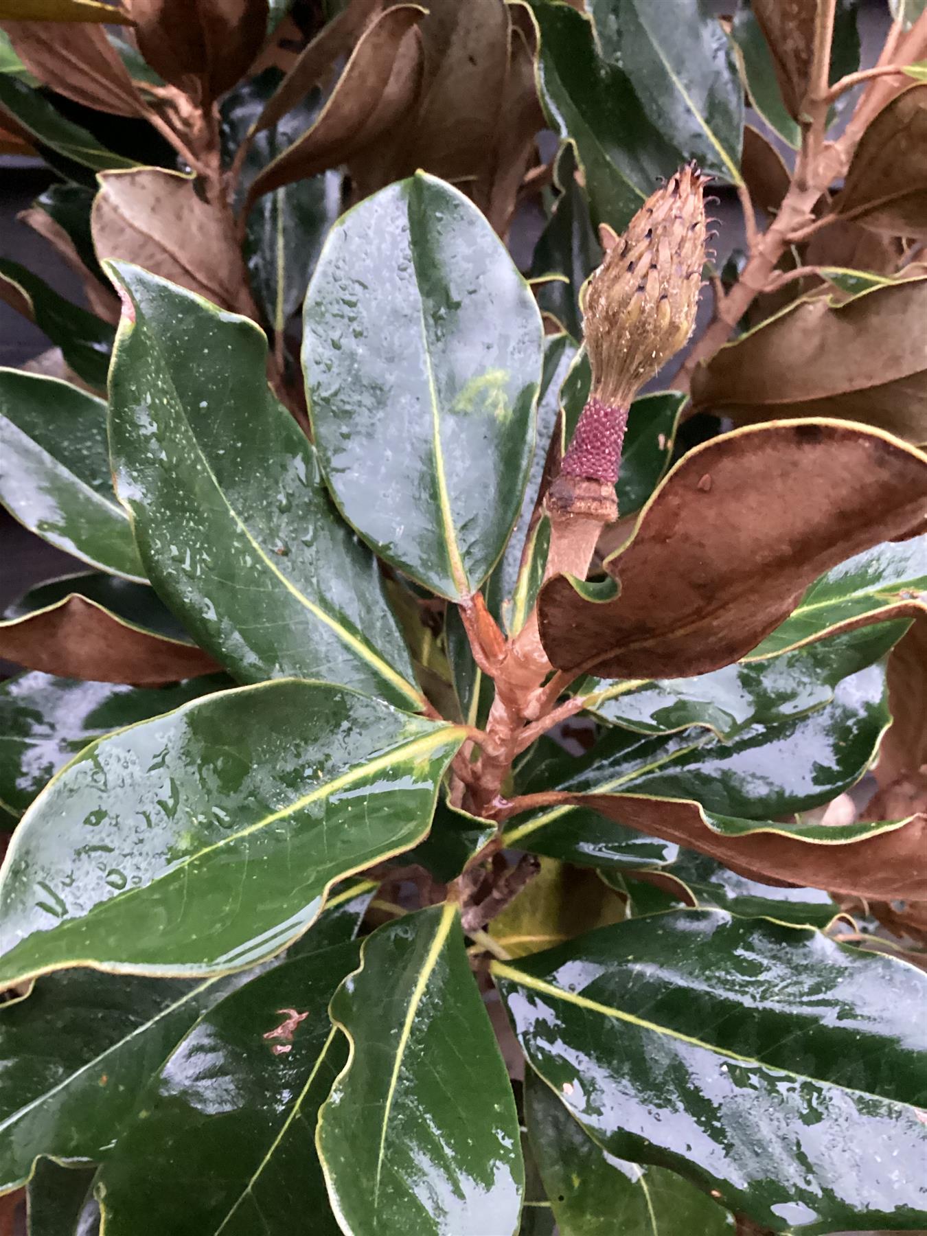 Magnolia grandiflora 'Little Gem'| Southern Magnolia - Clear Stem 90cm - Height 150-160cm - 15lt