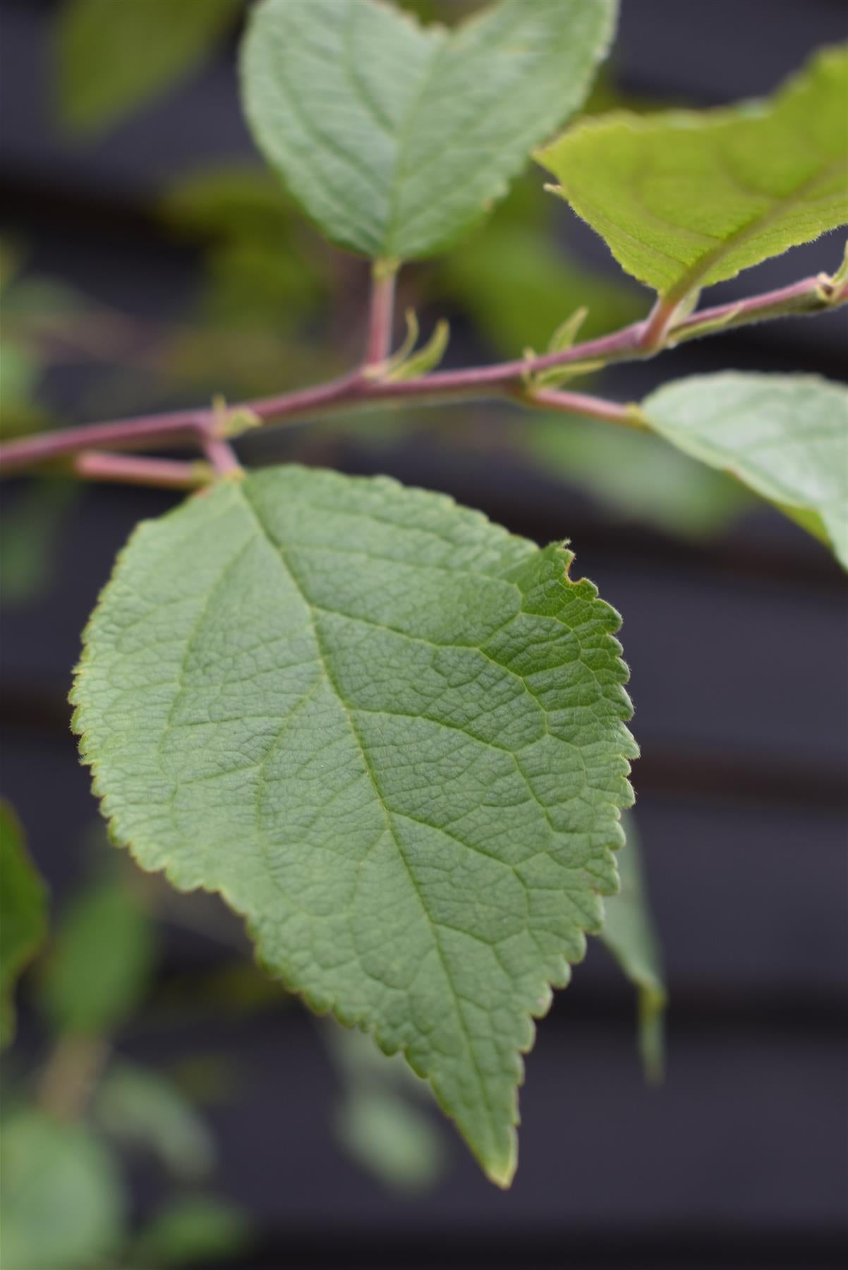 Plum 'Victoria' on Pixy - Dwarfing | Prunus Domestica - 150-160cm - 12lt