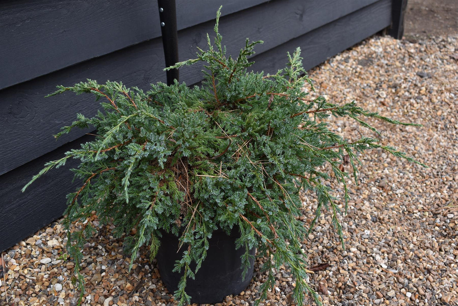 Holger Flaky Juniper | Juniperus squamata 'Holger' - Height 30-40cm - Width 30cm - 8lt