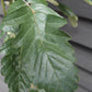 Sorbus thuringiaca ‘Fastigiata’| Fastigiate Whitebeam - Clear Stem - Standard - Girth 8-10cm - Height 290-320cm - 70lt