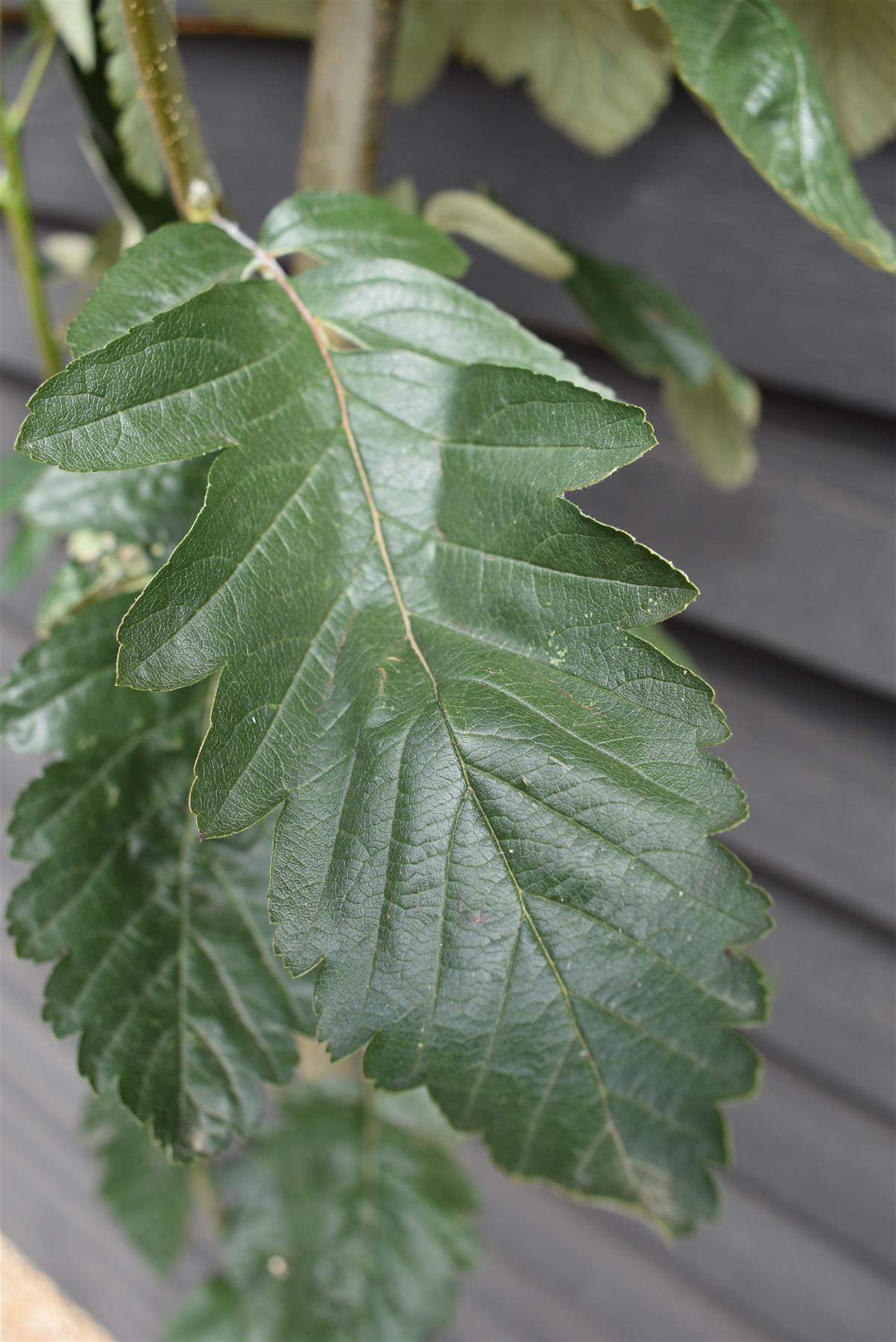 Sorbus thuringiaca ‘Fastigiata’| Fastigiate Whitebeam - Clear Stem - Standard - Girth 8-10cm - Height 290-320cm - 70lt