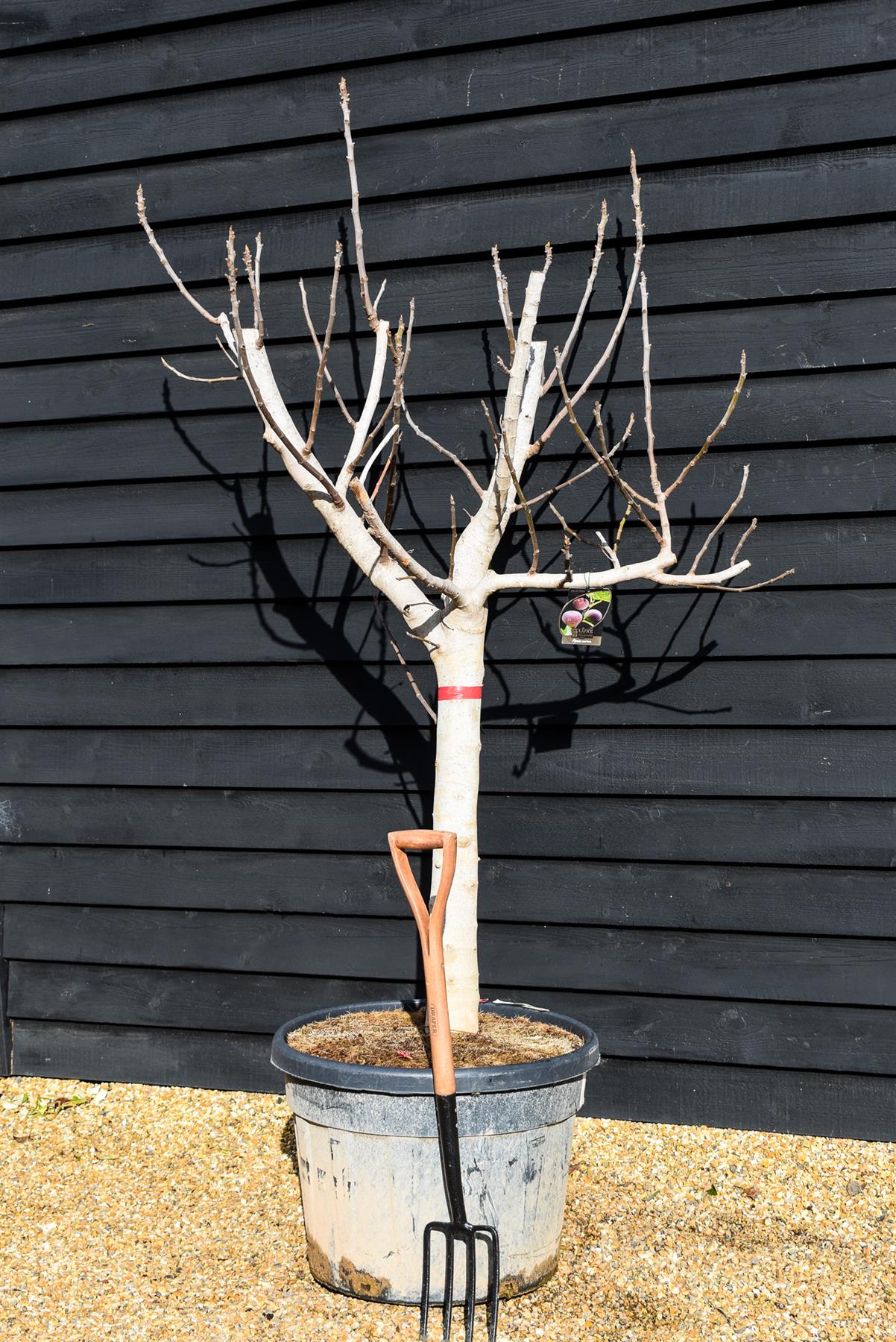 Fig - Ficus carica - Clear Stem 80cm - Girth 26-32cm - Height 170-190cm - 110lt