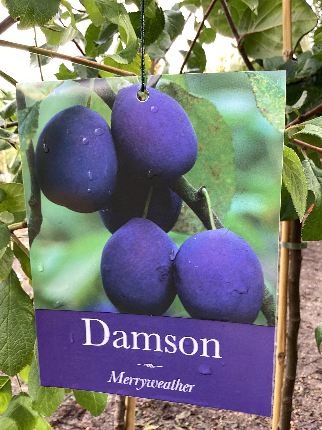 Damson 'Merryweather' | Prunus insititia - 150-170cm - 12lt