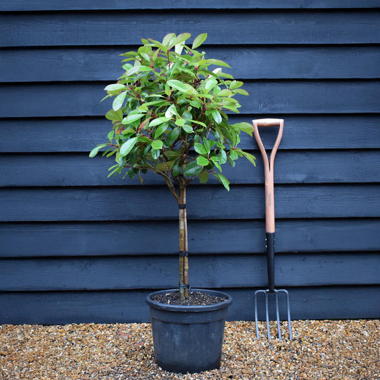 Photinia x fraseri Red Robin | Christmas berry - Small Tree/Shrub - Clear ministem 40cm - Height 80-90cm - 7lt