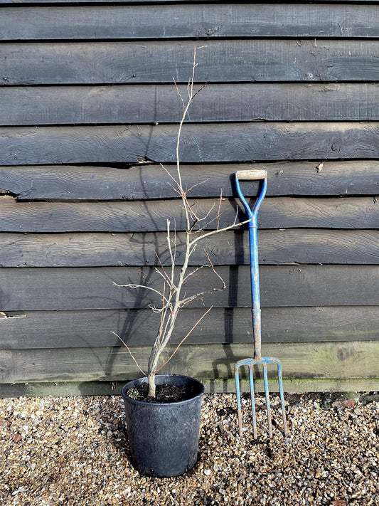 Halesia carolina 'Wedding Bells' | 70-100cm, 10lt