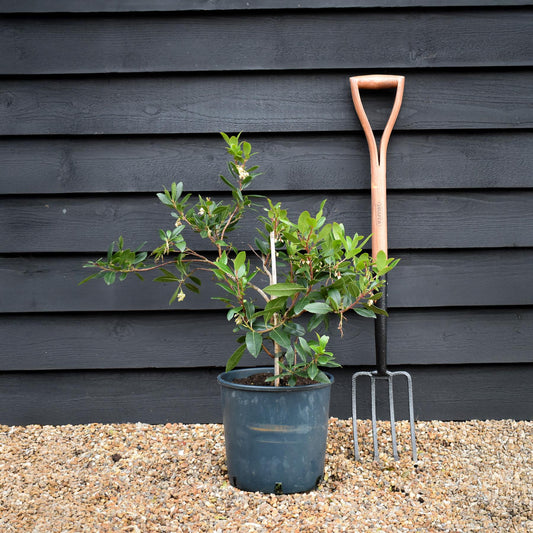 Arbutus Unedo Compacta | Strawberry Tree - Shrub - 60-90cm - 12lt