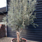 Olive Tree | Olea Europea - Specimen - Gnarly forking trunk - Bowl 90lt