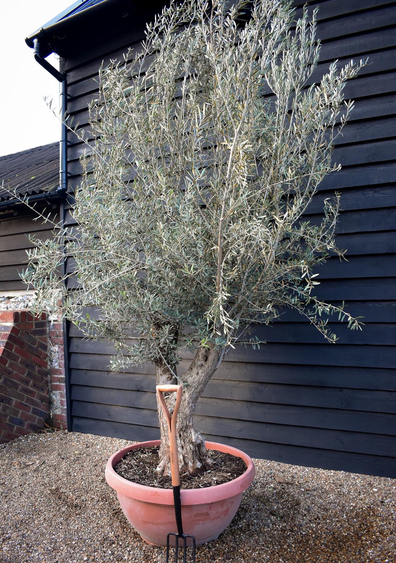 Olive Tree | Olea Europea - Specimen - Gnarly forking trunk - Bowl 90lt